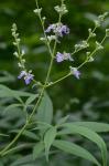 Vitex agnus-castus L.
