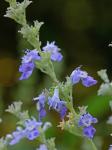 Vitex agnus-castus L.