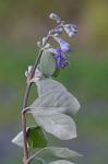 Vitex rotundifolia L.f.