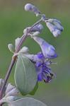 Vitex rotundifolia L.f.