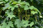 Vitis aestivalis Michx.
