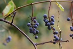 Vitis aestivalis Michx.
