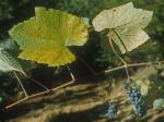 Vitis aestivalis Michx.