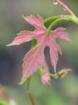 Vitis aestivalis Michx.