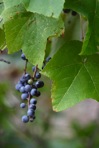 Vitis aestivalis Michx.