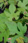 Vitis aestivalis Michx.
