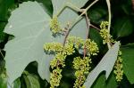Vitis aestivalis Michx. var. bicolor Deam
