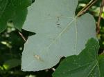 Vitis aestivalis Michx. var. bicolor Deam