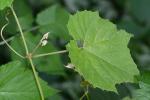 Vitis cinerea (Engelm.) Engelm. ex Millardet var. baileyana (Munson) Comeaux
