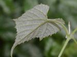 Vitis cinerea (Engelm.) Engelm. ex Millardet var. baileyana (Munson) Comeaux