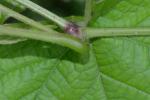 Vitis cinerea (Engelm.) Engelm. ex Millardet var. baileyana (Munson) Comeaux