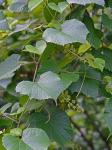 Vitis cinerea (Engelm.) Engelm. ex Millardet var. baileyana (Munson) Comeaux