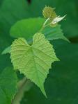 Vitis cinerea (Engelm.) Engelm. ex Millardet var. baileyana (Munson) Comeaux