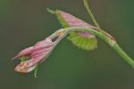 Vitis cinerea (Engelm.) Engelm. ex Millardet var. baileyana (Munson) Comeaux