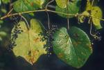 Vitis cinerea (Engelm.) Engelm. ex Millardet var. floridana Munson