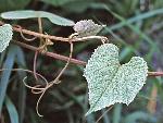 Vitis labrusca L.