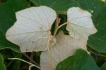 Vitis labrusca L.