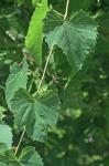 Vitis riparia Michx.