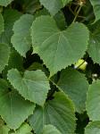Vitis riparia Michx.