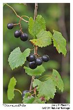 Muscadinia rotundifolia (Michx.) Small var. rotundifolia