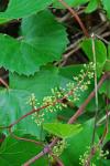 Muscadinia rotundifolia (Michx.) Small var. rotundifolia