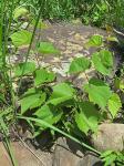 Vitis rupestris Scheele