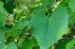 Vitis vulpina L.