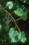 Vitis vulpina L.
