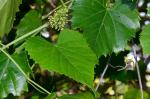 Vitis vulpina L.
