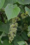 Vitis vulpina L.