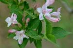 Weigela floribunda (Sieb. & Zucc.) K. Koch