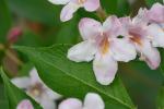 Weigela floribunda (Sieb. & Zucc.) K. Koch