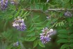 Wisteria frutescens (L.) Poir. var. frutescens