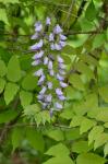 Wisteria sinensis (Sims) Sweet