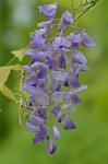 Wisteria sinensis (Sims) Sweet