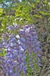 Wisteria sinensis (Sims) Sweet