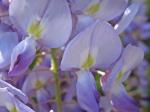 Wisteria sinensis (Sims) Sweet