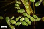 Wolffia brasiliensis Weddell