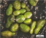Wolffia brasiliensis Weddell