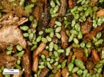 Wolffia columbiana Karst.
