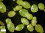 Wolffia columbiana Karst.