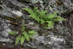 Woodsia appalachiana T.M.C. Taylor