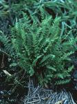 Woodsia ilvensis (L.) R. Br.