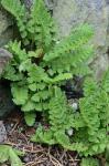 Woodsia ilvensis (L.) R. Br.