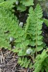 Woodsia ilvensis (L.) R. Br.