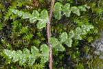 Woodsia ilvensis (L.) R. Br.