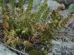 Woodsia ilvensis (L.) R. Br.