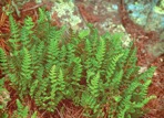 Woodsia ilvensis (L.) R. Br.