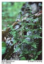 Woodsia obtusa (Spreng.) Torr. ssp. obtusa