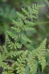 Woodsia obtusa (Spreng.) Torr. ssp. obtusa